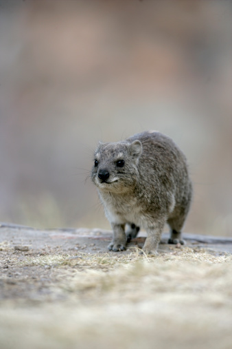 Bush hyrax or Yellow-spotted rock dassie,  Heterohyrax brucei, single mammal on rock, Tanzania