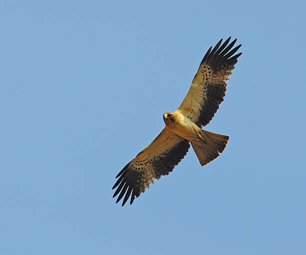 Booted Eagle Booted Eagle spotted eagle stock pictures, royalty-free photos & images