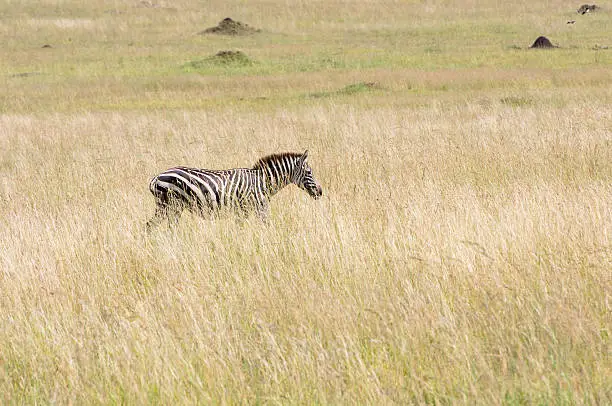 lonesome zebra prowling around in the savannah through the high grass in africa - national park masai mara in kenya
