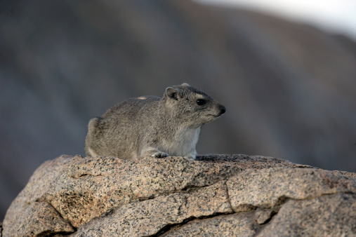 Bush hyrax or Yellow-spotted rock dassie,  Heterohyrax brucei, single mammal on rock, Tanzania