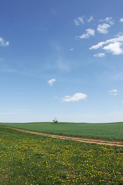 el verano - lea fotografías e imágenes de stock