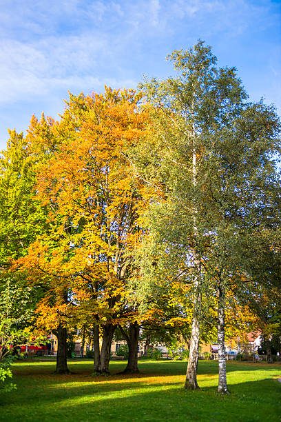 istock Beautiful Colorful Autumn Leaves 453143507