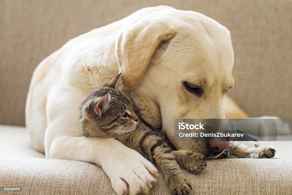 Labrador amarillo con un gato atigrado en un sofá - Foto de stock de Gato doméstico libre de derechos