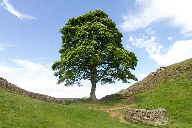 Famous Sycamore growing on Hadrian's Wall.  A historic Roman wall in the UK.