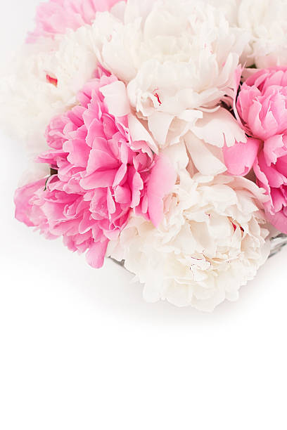 istock Beautiful peony flowers 453146157