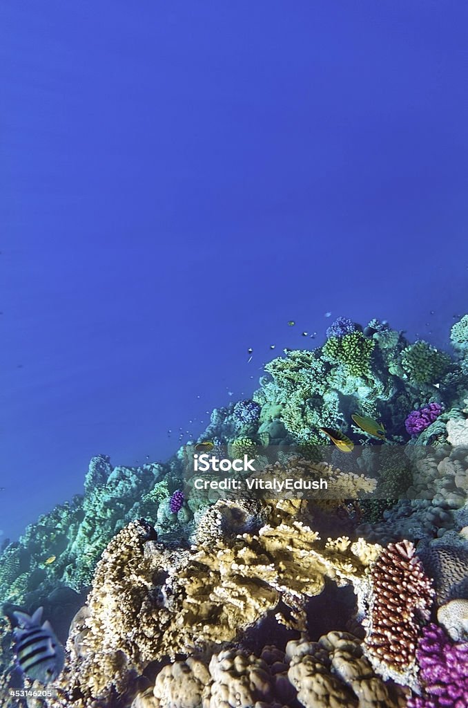 Coral i ryby w Morzu Czerwonym. Egipt, Afryka. - Zbiór zdjęć royalty-free (Atol)