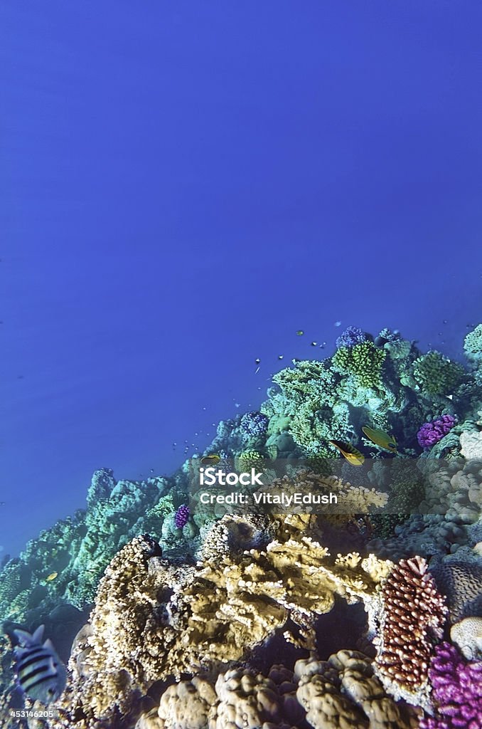 Corais e peixes no mar vermelho. Egito, África. - Foto de stock de Abaixo royalty-free