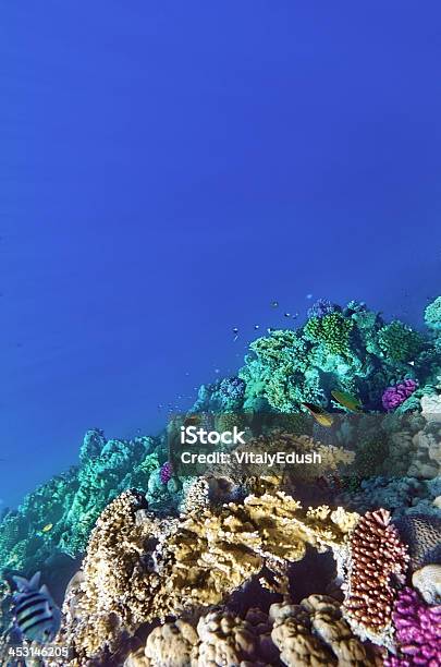 Foto de Corais E Peixes No Mar Vermelho Egito África e mais fotos de stock de Abaixo - Abaixo, Animal selvagem, Atol