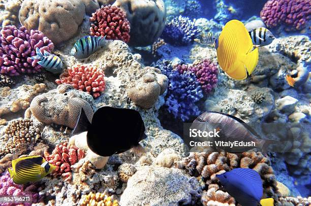 Коралловый И Рыбы В Красном Море Египет Африка — стоковые фотографии и другие картинки Атолл - Атолл, Без людей, Большая группа объектов