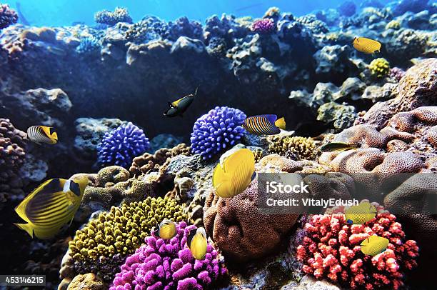 Korallen Und Fische Im Roten Meer Ägypten Afrika Stockfoto und mehr Bilder von Aquatisches Lebewesen