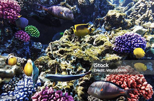 Coral Y Peces En El Mar Rojo Egipto África Foto de stock y más banco de imágenes de Agua - Agua, Animales salvajes, Arrecife - Fenómeno natural