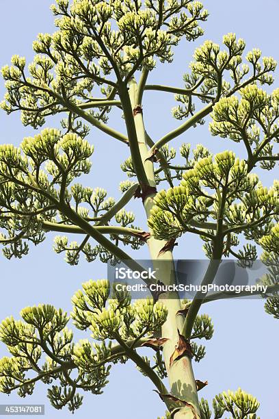 Pianta Di Agave Americana Parryi Secolo - Fotografie stock e altre immagini di Agave - Agave, Agave parry, Aloe