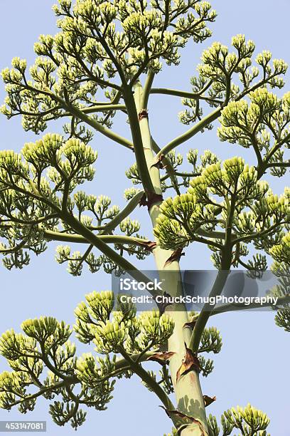 Agave Americana Parryi Século De - Fotografias de stock e mais imagens de Agave - Agave, Agave Parryi, Aloe