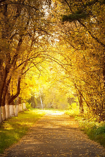 istock Autumn alley 453147173