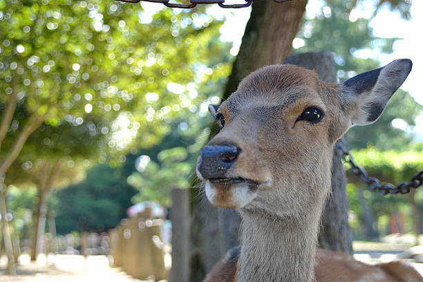 Lying deer in Nara Park, Japan. stock photo