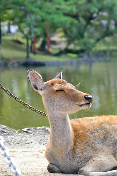 Lying deer in Nara Park, Japan. stock photo