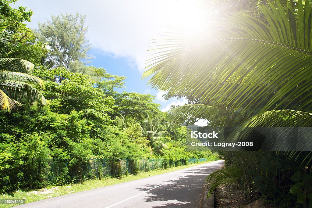 Île de La Digue, Seyshelles. Route verte dans la jungle. - Photo de Arbre libre de droits