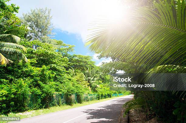 Photo libre de droit de Île De La Digue Seyshelles Route Verte Dans La Jungle banque d'images et plus d'images libres de droit de Arbre