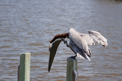 A male Brown Pelican reaches his foot up to scratch an itch on his neck while trying to keep his balance on a post.