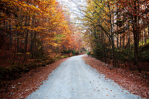 Fall in Forest with Road Road in the forest. Yedigoller, Bolu-Turkey.  ridgeway stock pictures, royalty-free photos & images