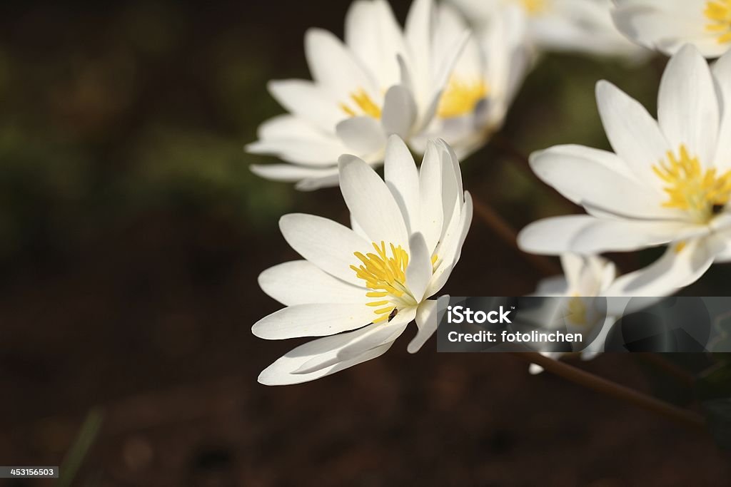 Bloodroot Blumen - Lizenzfrei April Stock-Foto