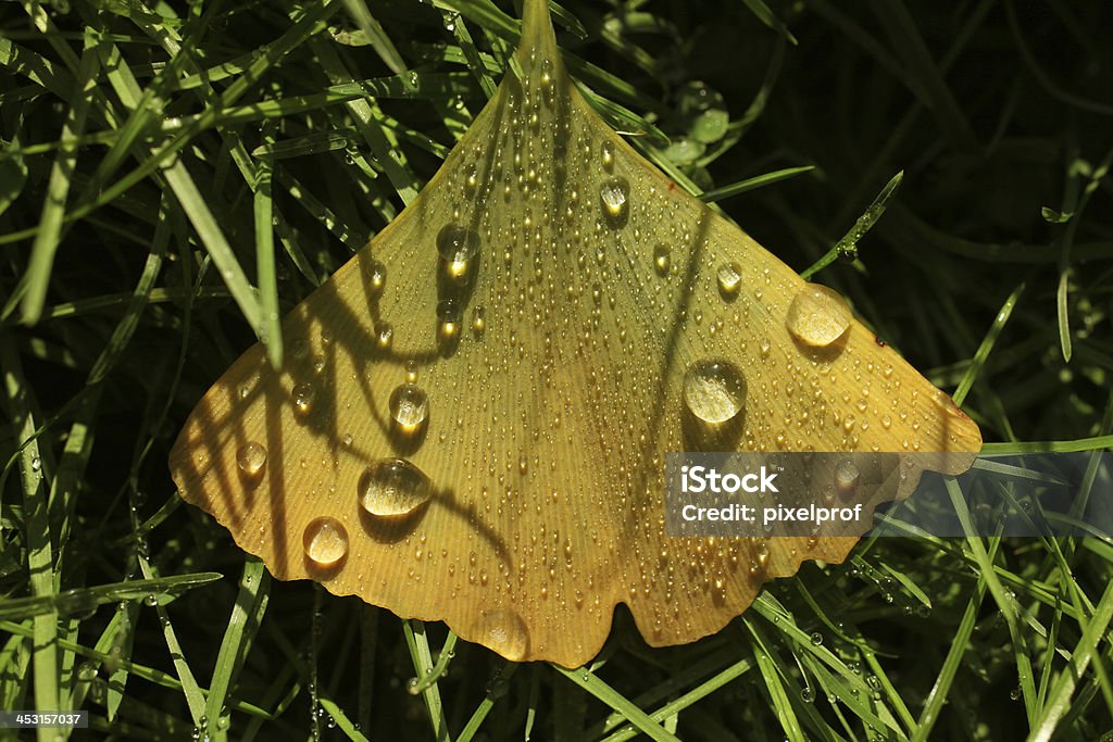 Ginkgo leaf macro in grass with dew droplets Ginkgo autumn leaf in grass with thousands of dew droplets; large resolution: even details in large droplets observable. Autumn Stock Photo