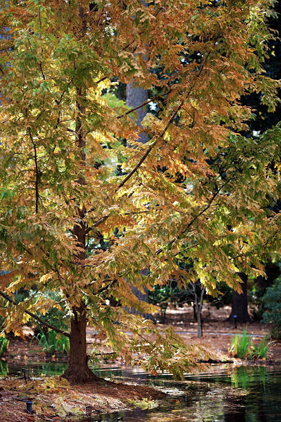 de otoño tree - scerene fotografías e imágenes de stock