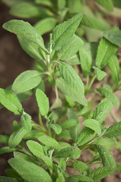 istock Sage growing in a greenhouse 453157471