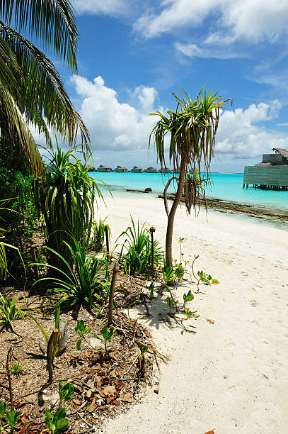 몰디브 도서지역 - hut maldives beach hut jetty 뉴스 사진 이미지