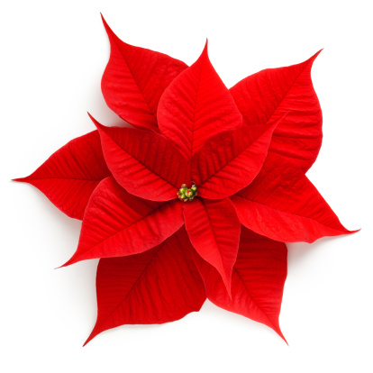 Poinsettia.