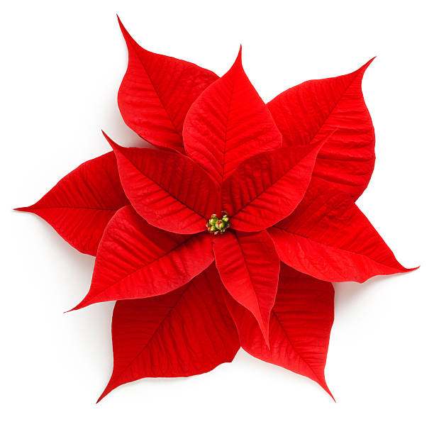 Poinsettia Poinsettia. poinsettia stock pictures, royalty-free photos & images