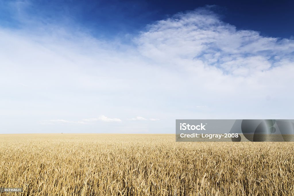 Sob cloudscape campo de trigo - Foto de stock de Agricultura royalty-free