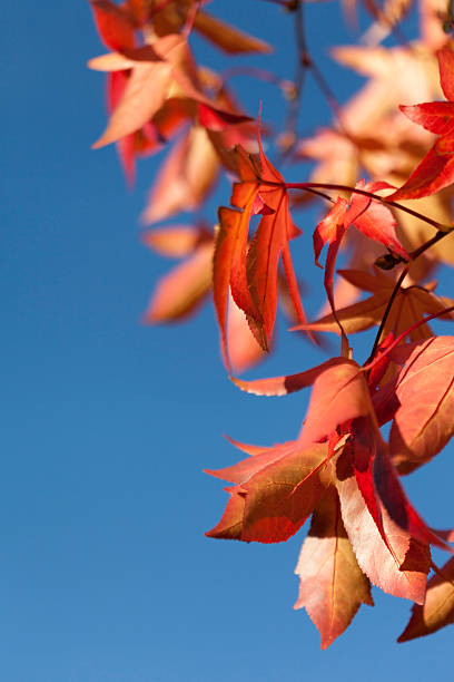 Autumn red leaves stock photo