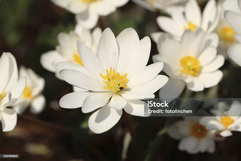 Bloodroot Blumen - Lizenzfrei April Stock-Foto