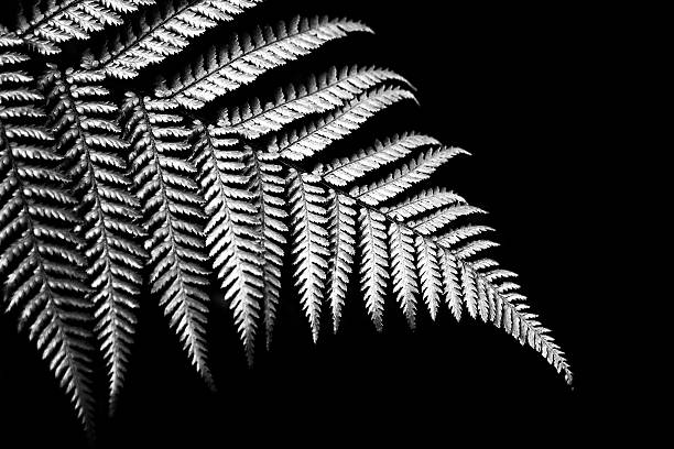 실버 양치식물 - silver fern 뉴스 사진 이미지