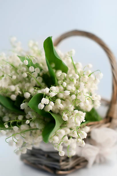 istock Basket with lilies of the valley 453160107