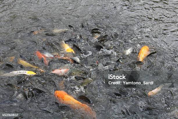 Fishpond - Fotografias de stock e mais imagens de Amarelo - Amarelo, Animal, Ao Ar Livre