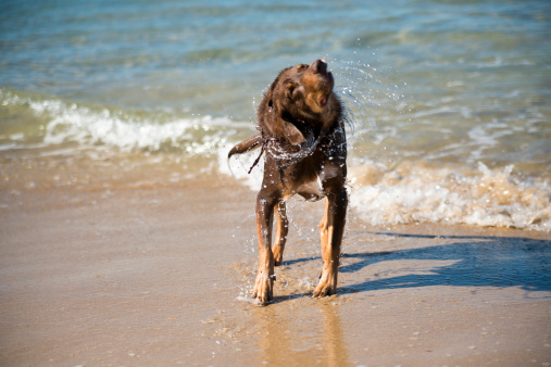 Red-brown dog shaking off water from it's coat after a swim. Dog's head turned falfway and water droplets flying off. Sandy beach and small waves in background.