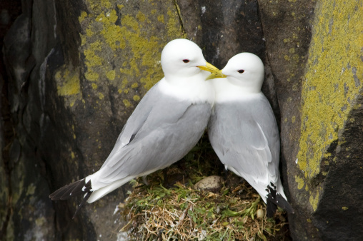 Kittiwake (Rissa tridactyla) pair courting at nest site with egg showing
