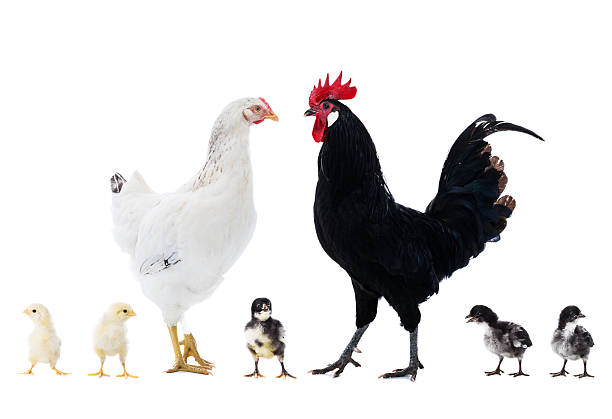 Black rooster with white hen and dark light and mixed chicks