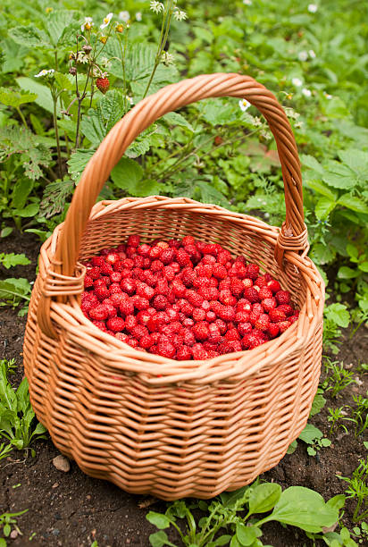 istock Basket of wild strawberry 453161617