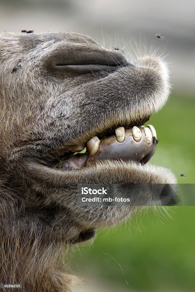 Chameau de Bactriane museau - Photo de Bouche des animaux libre de droits