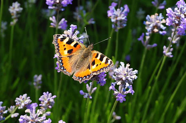 istock Small Tortoiseshell Butterfly, U.K. 453162777