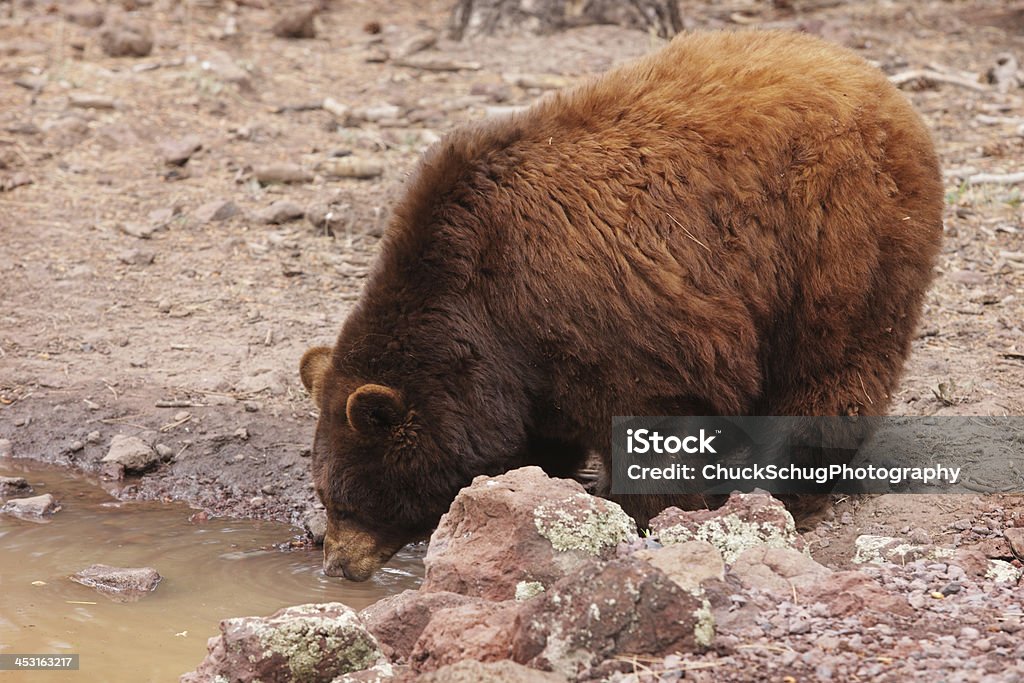 Cannella Black Bear Ursus americanus cinnamomum - Foto stock royalty-free di Allerta