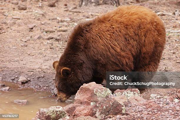Cannella Black Bear Ursus Americanus Cinnamomum - Fotografie stock e altre immagini di Allerta - Allerta, Ambientazione esterna, America del Nord
