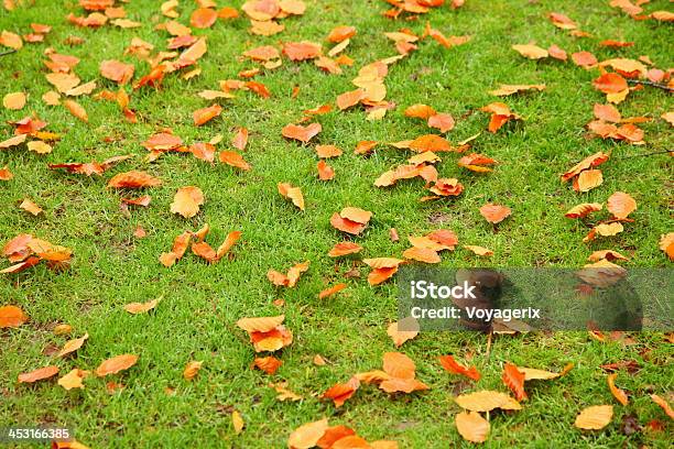 Herbst Blätter Auf Grünem Gras Stockfoto und mehr Bilder von Abgeschiedenheit - Abgeschiedenheit, Abstrakt, Ahorn