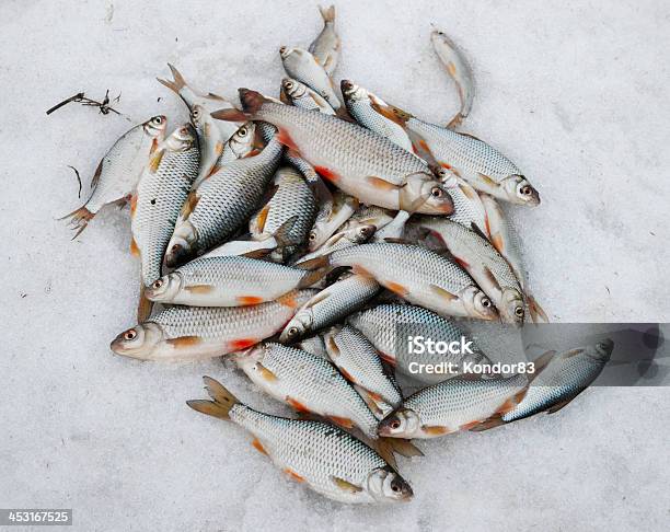 Fresh Catch A Lot Of Fish On Snow Stock Photo - Download Image Now - Common Roach, Animal, Animal Body Part