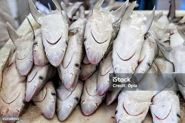 Heap De Jovem Tubarões - Fotografias de stock e mais imagens de Amontoar - Amontoar, Ao Ar Livre, Arábia