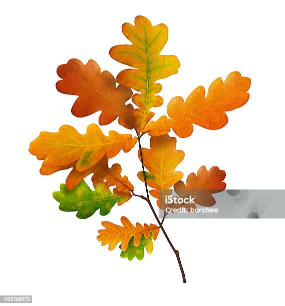 Kolorowe Oak Branch - zdjęcia stockowe i więcej obrazów Liść dębu - Liść dębu, Jesień, Neutralne tło