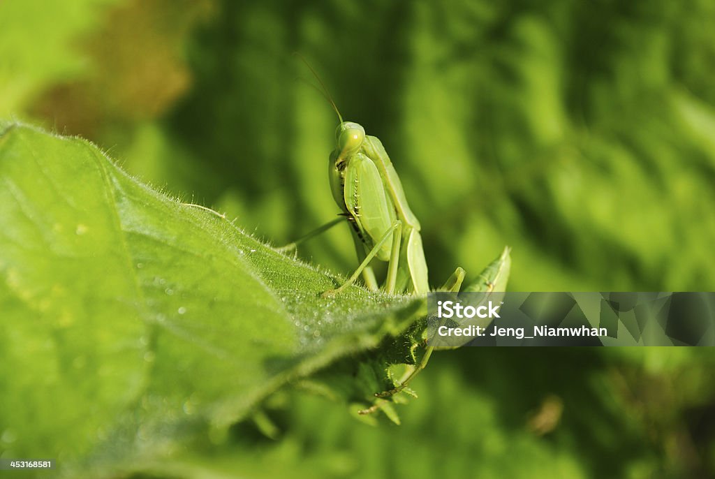 애송이 횃대에 앉기 on 리프 - 로열티 프리 곤충 스톡 사진